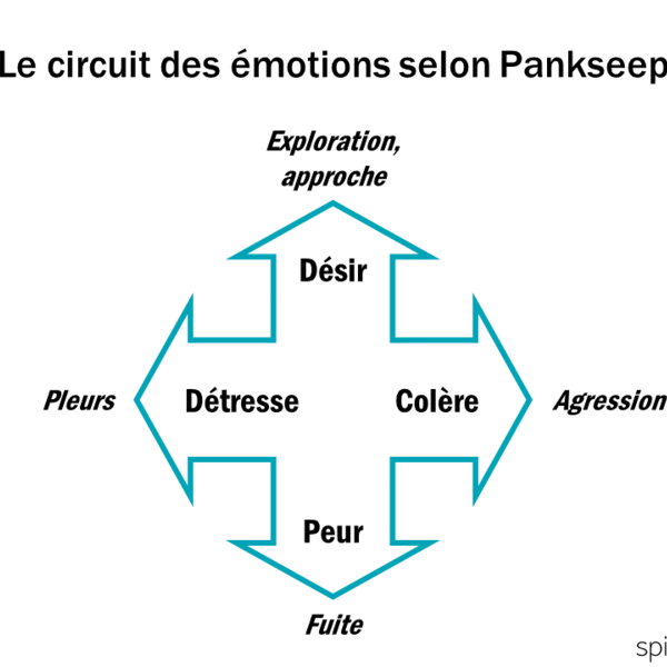 Le circuit des motions selon Pankseep